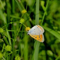 опять про бабочек 16 :: Александр Прокудин