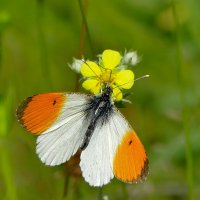 опять про бабочек 20 :: Александр Прокудин