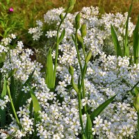 *** :: Светлана 