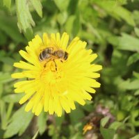 Май :: Наталья Герасимова