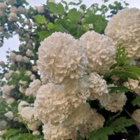 Бульденеж :: Сапсан 