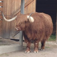 Бычок Гаврюша :: <<< Наташа >>>