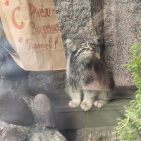 Манул Тимофей :: <<< Наташа >>>