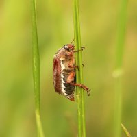 Майский жук в июне :: Светлана 
