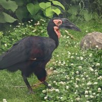 Кафрский рогатый ворон :: <<< Наташа >>>