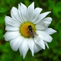 Картинка лета. :: Милешкин Владимир Алексеевич Картинка лета. :: Милешкин Владимир Алексеевич