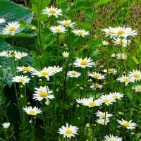 Ромашки в городе. :: Милешкин Владимир Алексеевич Ромашки в городе. :: Милешкин Владимир Алексеевич