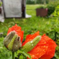 После дождя... :: Ирина Жигунова