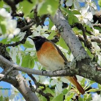 Горихвостка. :: Восковых Анна Васильевна Горихвостка. :: Восковых Анна Васильевна