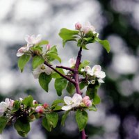 Яблоня цветёт :: Сергей Кочнев