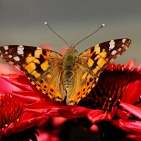 Доброе утро :: Юрий. Шмаков