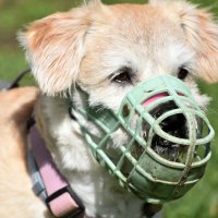 Москва. Парад французских бульдогов в усадьбе «Воронцово». :: Наташа *****