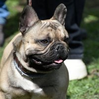 Москва. Парад французских бульдогов в усадьбе «Воронцово». :: Наташа ***** Москва. Парад французских бульдогов в усадьбе «Воронцово». :: Наташа *****