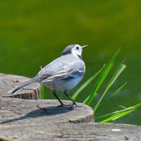 Трясогузка :: Константин Анисимов