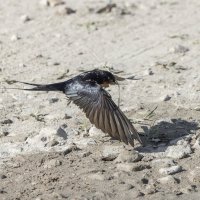 ласточки :: юрий макаров