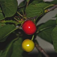 И куда же без Вишенки ))) :: Giant Tao /