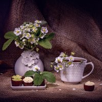 * :: Svetlana Galvez