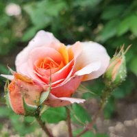 ,,, :: Сергей Тимоновский