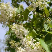 Такая разная сирень. :: Ольга 