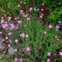 Гвоздика травянка :: Рита Симонова