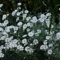 Ясколка :: Рита Симонова