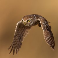 *** :: Евгений Фруман *** :: Евгений Фруман