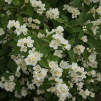 Жасмин :: Глеб 