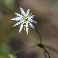 Цветочек :: Андрей Пристяжнюк