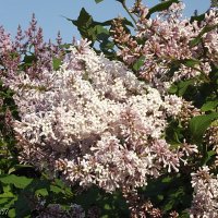 Венгерская сирень :: Freddy 97