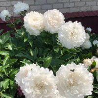 "А на нейтральной полосе цветы..." :: Ирэн 