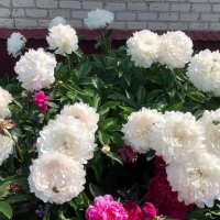 "А на нейтральной полосе цветы..." :: Ирэн 