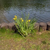 ... :: Лютый Дровосек ... :: Лютый Дровосек