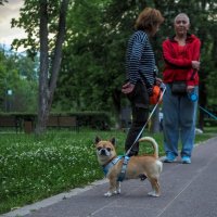 ***** :: юрий поляков