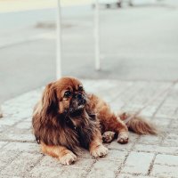 Собачка :: Larisa Kuznetsova