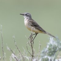 ПОРТРЕТ, ОЛИЦЕТВОРЯЮЩИЙ ДОСТОИНСТВО ) :: Володька Завитушкин ПОРТРЕТ, ОЛИЦЕТВОРЯЮЩИЙ ДОСТОИНСТВО ) :: Володька Завитушкин