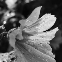 Мальва белая :: Валерий Ткаченко