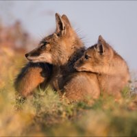 Слушая степь .. :: Влад Соколовский