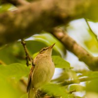 Садовая камышовка. :: Sergey (Apg)