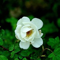 *** :: Леонид leo