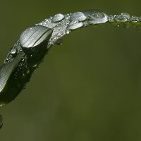 Роса :: Андрей Пристяжнюк Роса :: Андрей Пристяжнюк