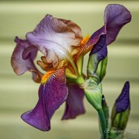 "Разухабистый"© :: Владимир Макаров "Разухабистый"© :: Владимир Макаров