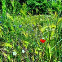 ПОЛЯНКА :: Анатолий Малобродский
