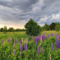 Каринское поле :: Денис Бочкарёв
