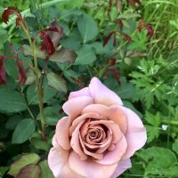 Роза. :: Любовь 