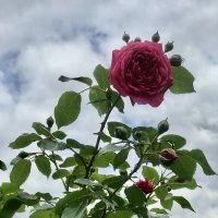 Первое цветение :: Любовь 