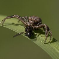 С добычей :: Андрей Пристяжнюк С добычей :: Андрей Пристяжнюк