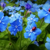 Украшение сада... :: Владимир Шошин