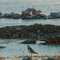 Шушары :: Лана Пипякина