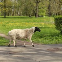 Стрельна. Орловский парк :: Наталья Герасимова Стрельна. Орловский парк :: Наталья Герасимова