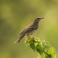 Лесной конек :: Светлана 